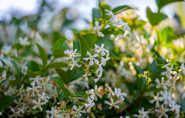 blooming white jasmine close-up