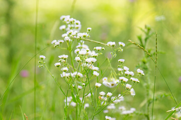 flowers in the meadow in summer