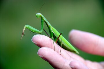 Close up of praying mantis on a human hand with a green background