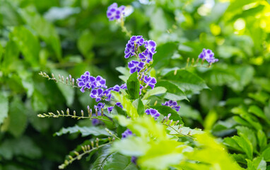Duranta, pigeon berry close-up