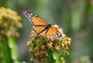 butterfly on a flowering cactus