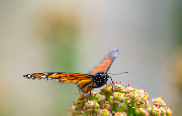 butterfly on a flowering cactus