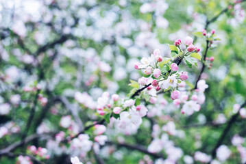 Blossoming apple tree. A flower on a tree. Spring