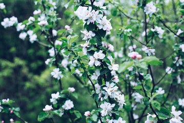 Blossoming apple tree. A flower on a tree. Spring