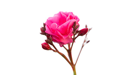 oleander flower isolated