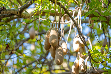 kigelia africanа, sausage tree close-up