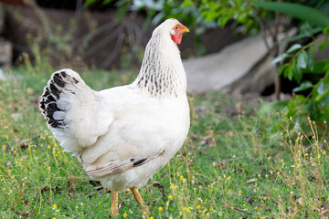 white chicken on the farm