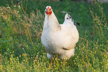white chicken on the farm