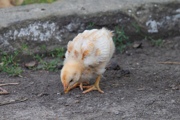 little chickens on the farm