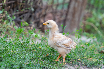 little chickens on the farm