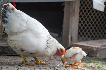 hen with chickens on the farm