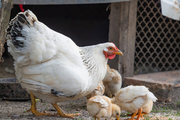 hen with chickens on the farm