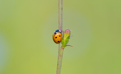 ladybug on a blade of grass close-up