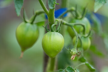 green tomatoes close-up in the vegetable garden