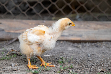 little chickens on the farm