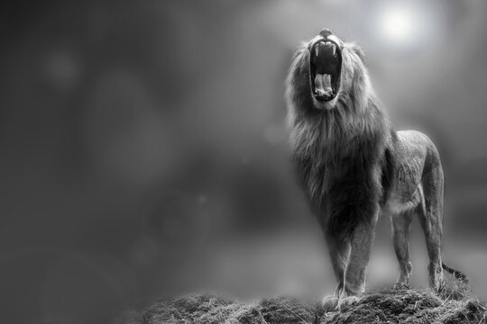 roaring lion