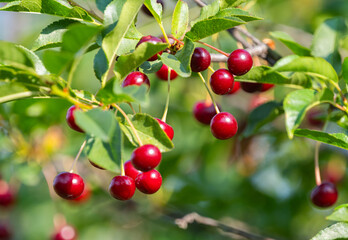 cherry berries on a tree in summer