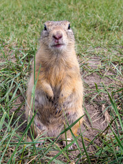 Prairie dog standing on its hind legs and looks up