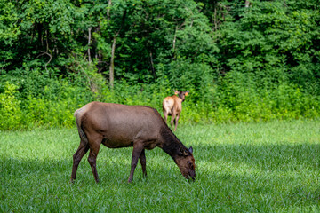 elk grazing