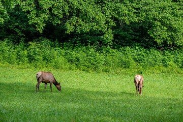 elk grazing