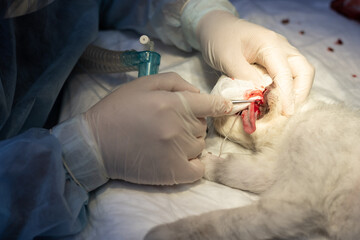 Under anesthesia, the cat is removed the diseased tooth in a veterinary clinic. The veterinarian...