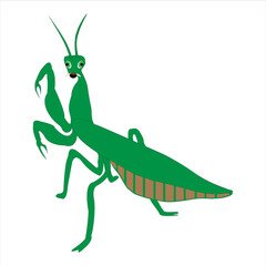 Reino animal insecto Mantis nombre científico mantis religiosa