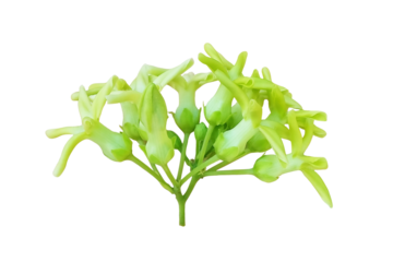 Green Flowers - Tonkin Creeper Flower