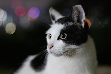 Fototapeta premium portrait of a cat