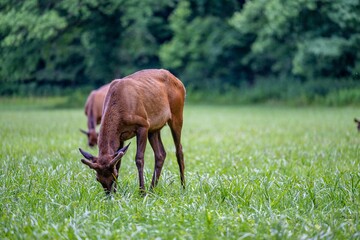 elk grazing