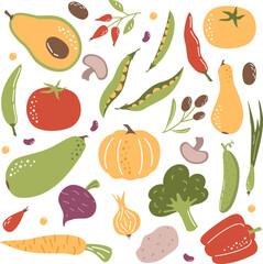 Vector Illustration Collection. Different vegetables on a white background. Zucchini pumpkin avocado peas beans onions potatoes carrots tomato pepper mushrooms broccoli olives rose hips beets . Vector