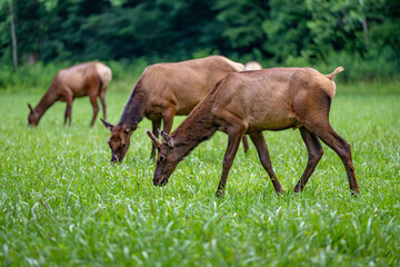elk grazing