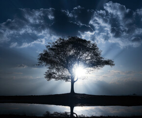 Silhouette of a tree with sun rays in the background. High quality photo