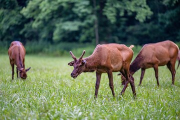 Naklejka na ściany i meble elk grazing