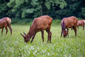 elk grazing
