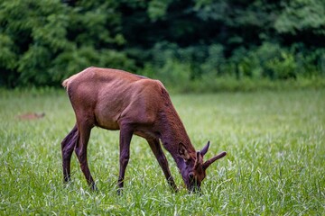 elk grazing