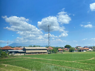 Green paddy fields at Bojonegoro East Java with white clouds and blue sky