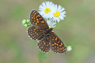 one small red brown butterfly sits on a white chamomile flower on a green background in summer nature