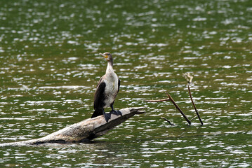 Komoran breitet Flügel aus
