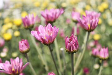 Obraz na płótnie Canvas pink chrysanthemum field