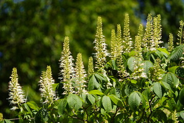 Aesculus parviflora, the bottlebrush buckeye, is a species of suckering deciduous shrub in the family Sapindaceae. Hanover – Berggarten, Germany.