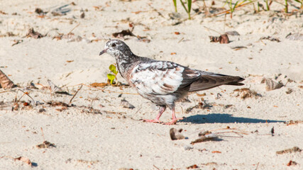 pigeon on the beach