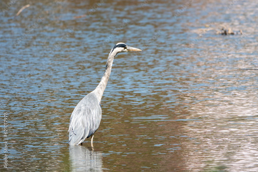 Wall mural grey heron ardea cinerea in the water