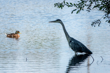 grey heron ardea cinerea in the water