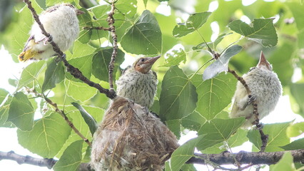 chicken in the tree