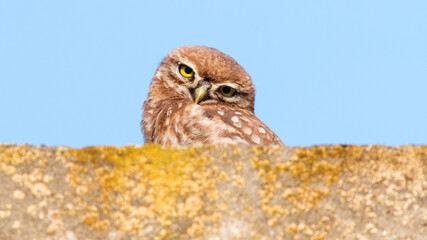 great horned owl