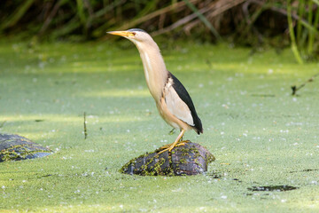 great blue heron
