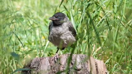 winged blackbird