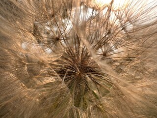 Close up dandelion