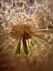 Close up dandelion