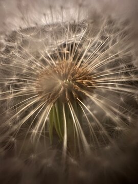 dandelion seed head © Eddie